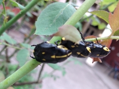 Coleoptera