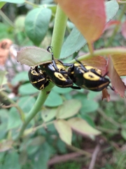 Coleoptera