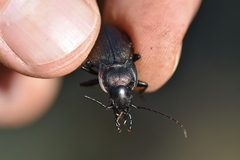 Carabus lusitanicus