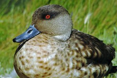 Lophonetta specularioides