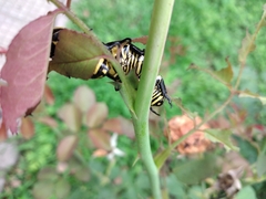 Coleoptera