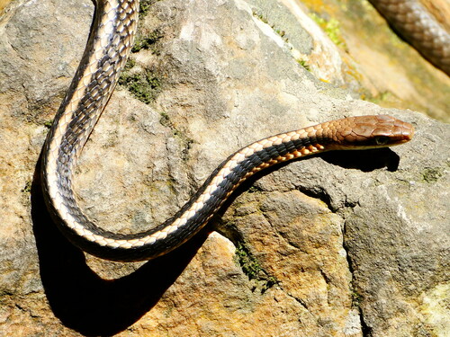 Photo of a Southeast Brazilian Sipo (Chironius brazili)