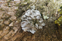 Parmelina