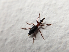Cylas formicarius