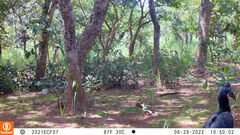 Bucorvus abyssinicus