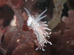 Cuthona divae