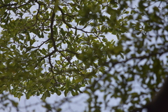 Orthotomus ruficeps cineraceus