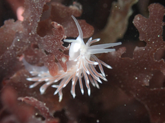 Cuthona divae