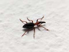 Cylas formicarius