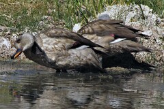 Lophonetta specularioides