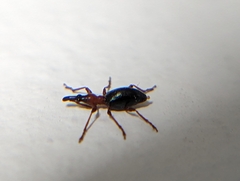 Cylas formicarius
