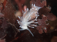 Cuthona divae