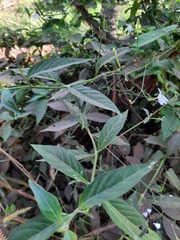 Rhinacanthus nasutus