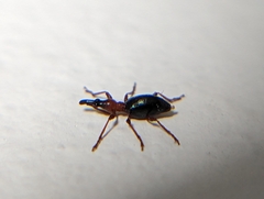 Cylas formicarius