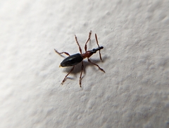 Cylas formicarius