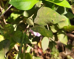 Centrosema pubescens