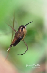 Phaethornis striigularis