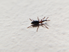 Cylas formicarius