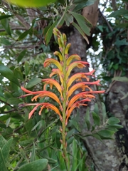 Chasmanthe floribunda