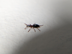 Cylas formicarius