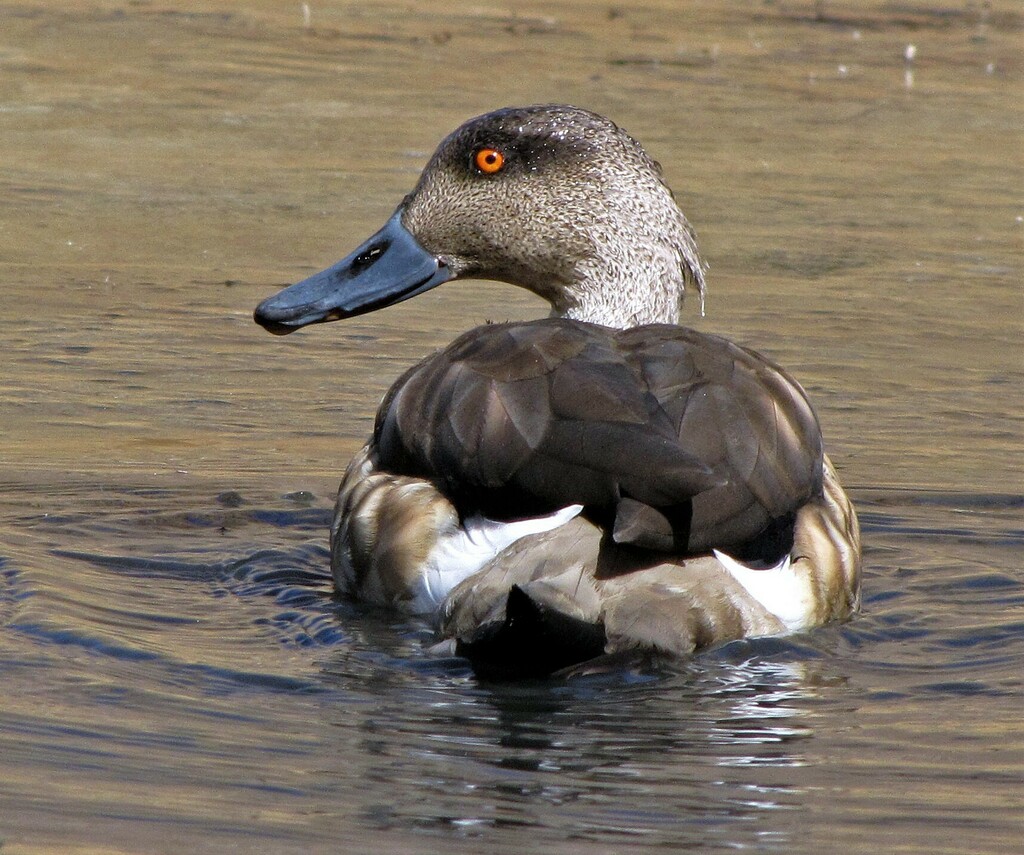 Crested Duck