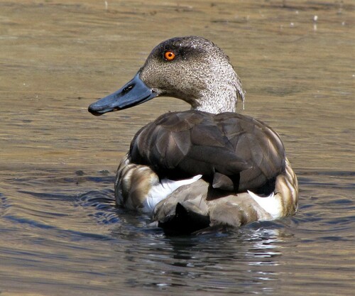 Crested Duck