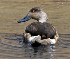 Lophonetta specularioides