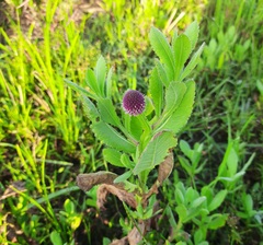 Sphaeranthus indicus