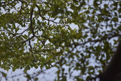 Orthotomus ruficeps cineraceus