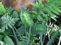 Dieffenbachia