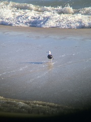 Larus marinus