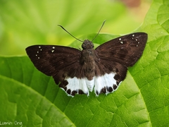 Tagiades ultra