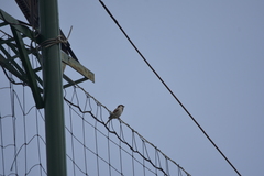 Passer domesticus indicus