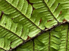 Dryopteris affinis borreri