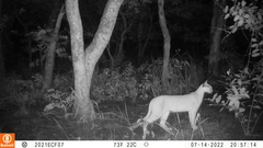 Caracal caracal