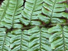 Dryopteris affinis borreri