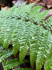 Dryopteris affinis borreri