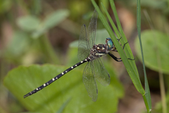 Archaeosynthemis leachii