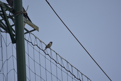 Passer domesticus indicus