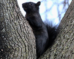 Sciurus carolinensis