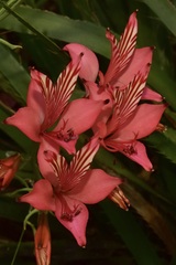 Alstroemeria ligtu ligtu