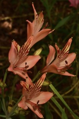 Alstroemeria ligtu ligtu