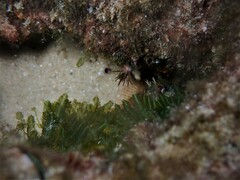 Parablennius incognitus