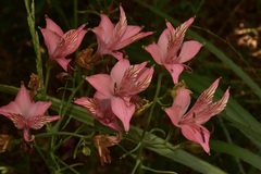 Alstroemeria ligtu ligtu