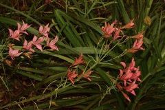Alstroemeria ligtu ligtu