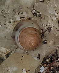 Drymaeus dormani