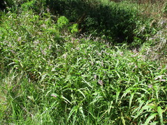 Persicaria madagascariensis