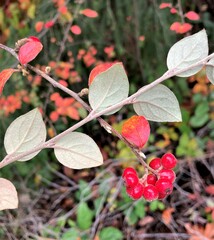 Cotoneaster dielsianus