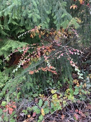 Cotoneaster dielsianus