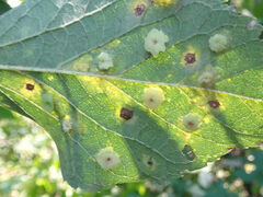 Pachypsylla celtidisasterisca